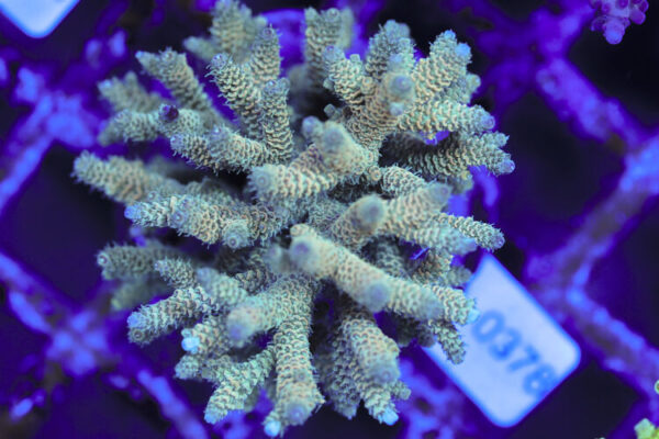 import placeholder for 3060384