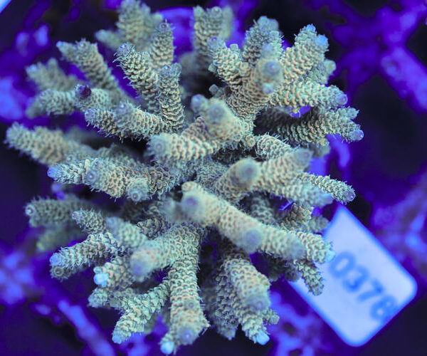 import placeholder for 3060384