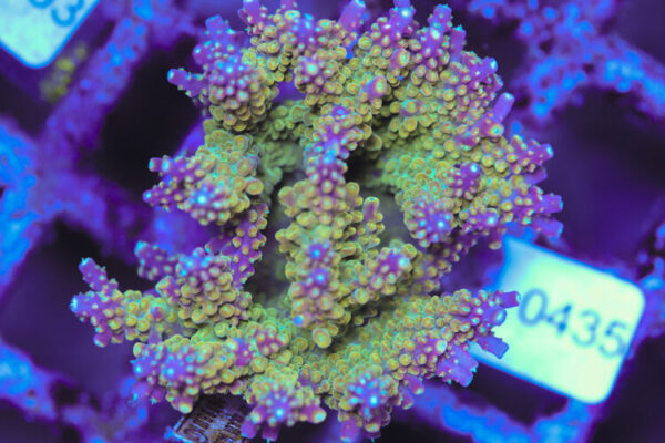 import placeholder for 3060380