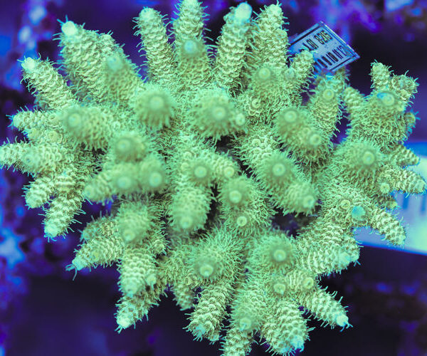 import placeholder for 3060371