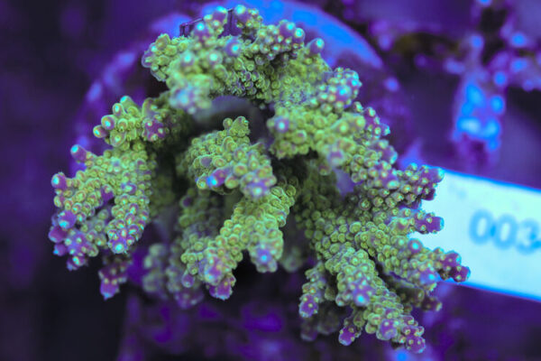 import placeholder for 3060369