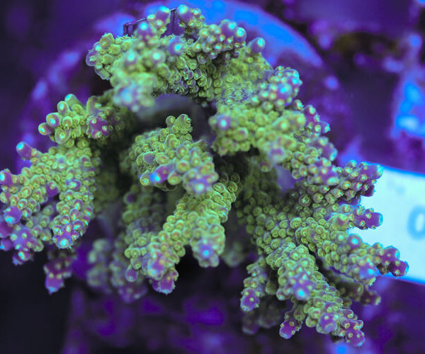 import placeholder for 3060369