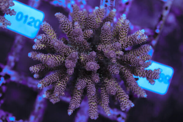 import placeholder for 3060368