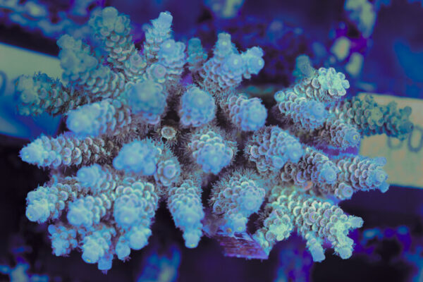 import placeholder for 3060366