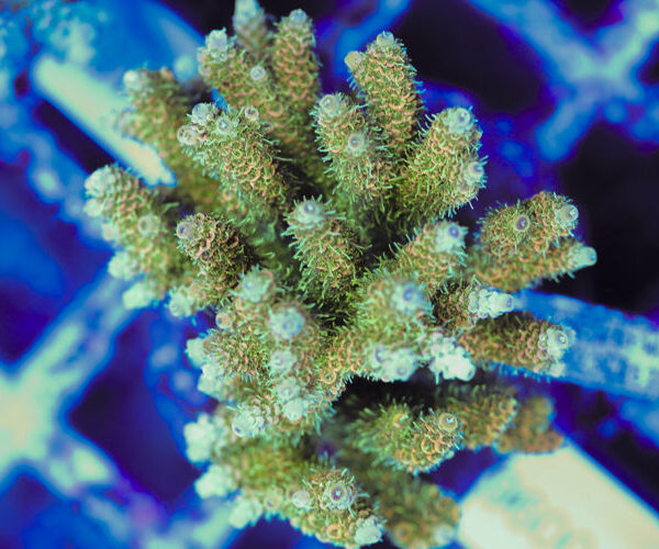 import placeholder for 3060365