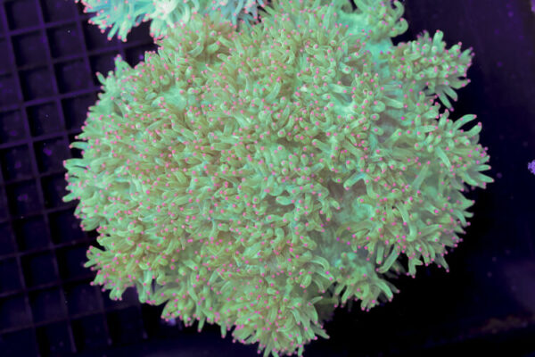 import placeholder for 3059742