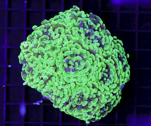 import placeholder for 3059733