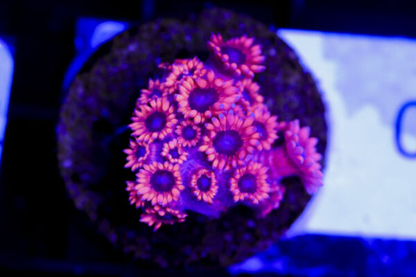 import placeholder for 3059724