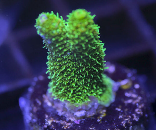 import placeholder for 3059002