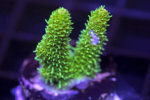 import placeholder for 3059001