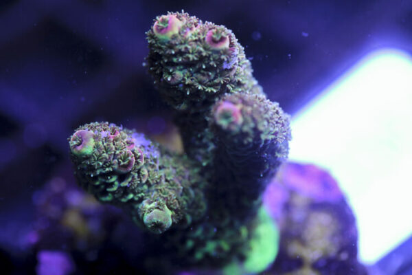 import placeholder for 3059000