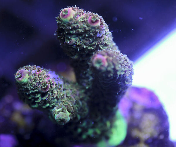 import placeholder for 3059000