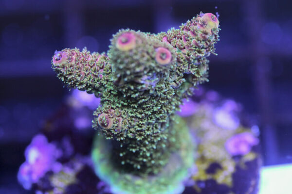 import placeholder for 3058998