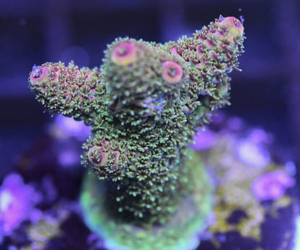 import placeholder for 3058998