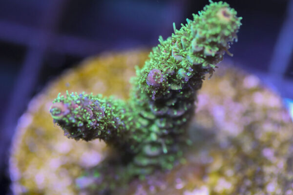 import placeholder for 3058988