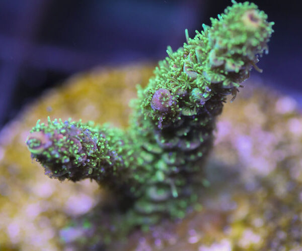 import placeholder for 3058988