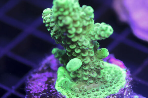 import placeholder for 3058981