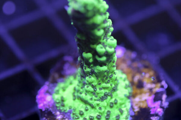 import placeholder for 3058980