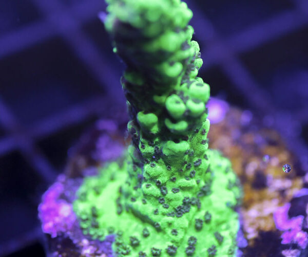 import placeholder for 3058980