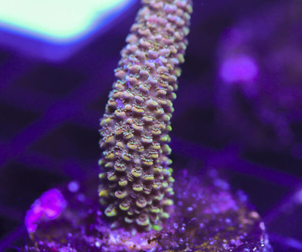 import placeholder for 3058979