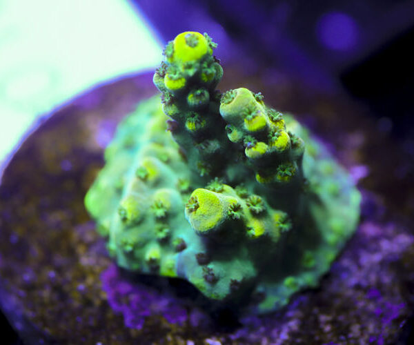 import placeholder for 3058977