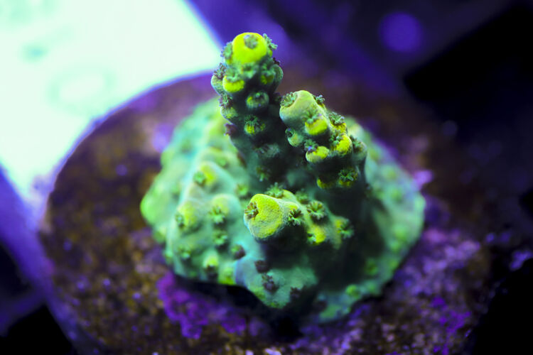 import placeholder for 3058977