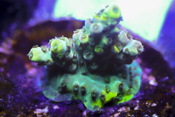 import placeholder for 3058976