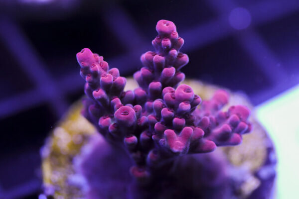 import placeholder for 3058971