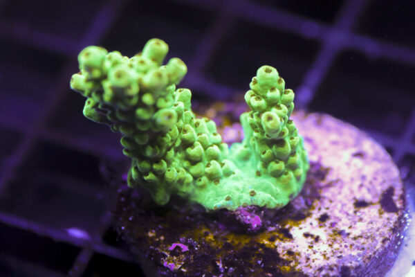 import placeholder for 3058965