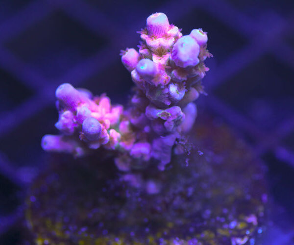 import placeholder for 3058949