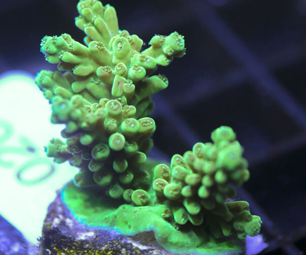 import placeholder for 3058940