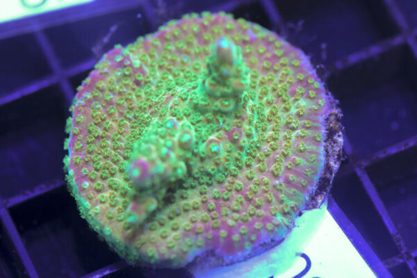 import placeholder for 3058917