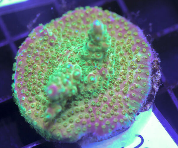 import placeholder for 3058917