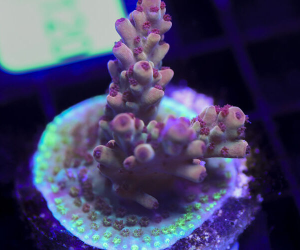 import placeholder for 3058916