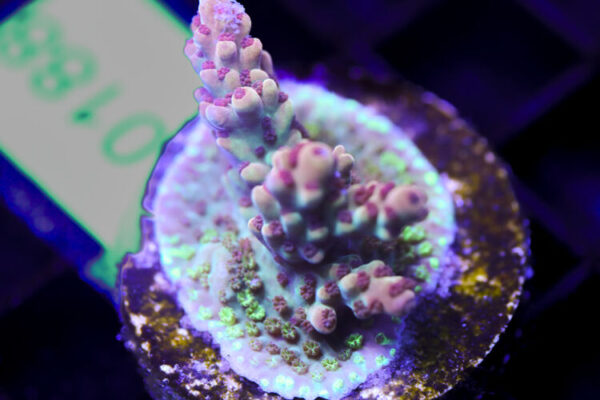 import placeholder for 3058914