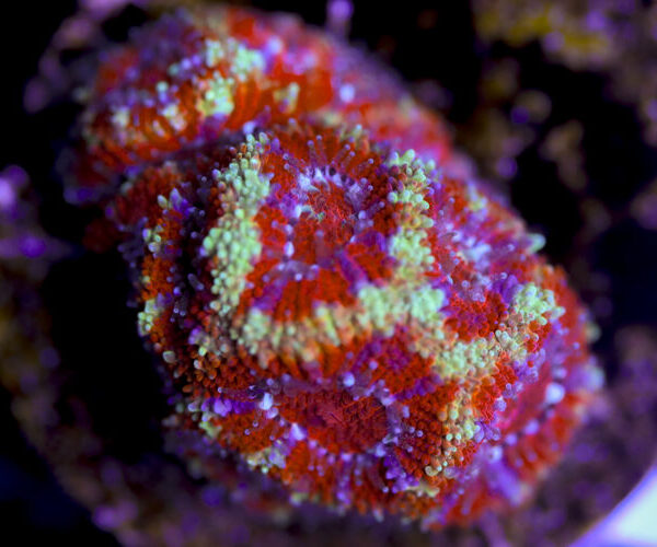 import placeholder for 3057394