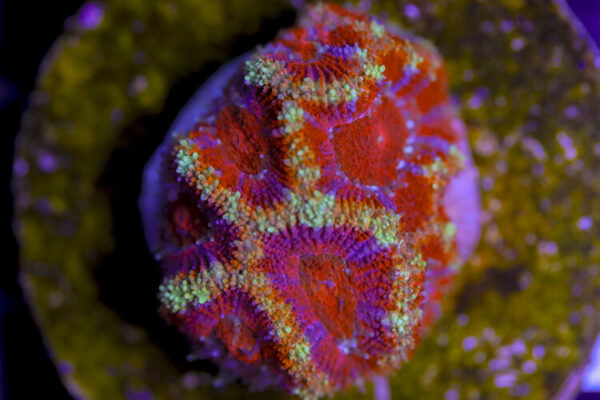 import placeholder for 3057392