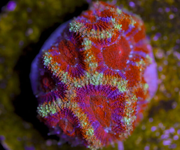 import placeholder for 3057392