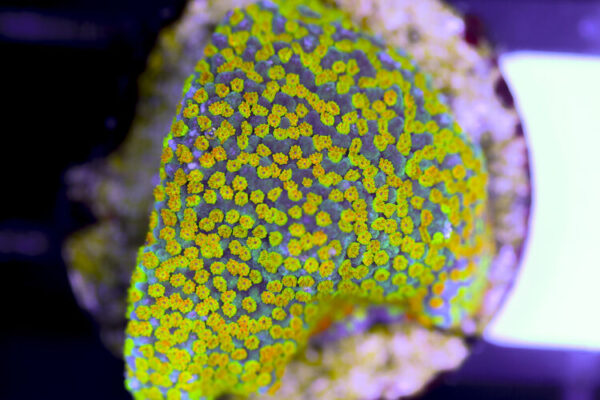 import placeholder for 3057386