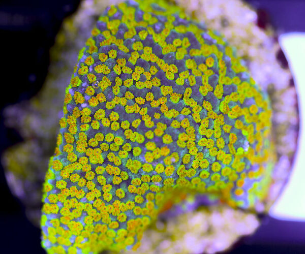 import placeholder for 3057386