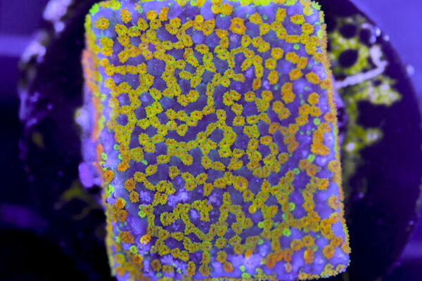 import placeholder for 3057385