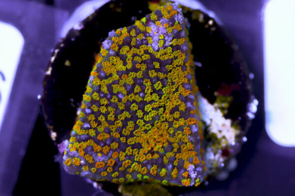 import placeholder for 3057382