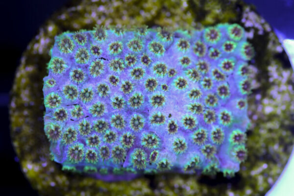 import placeholder for 3057377