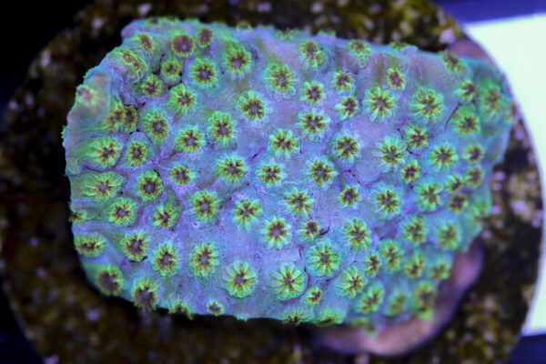 import placeholder for 3057376