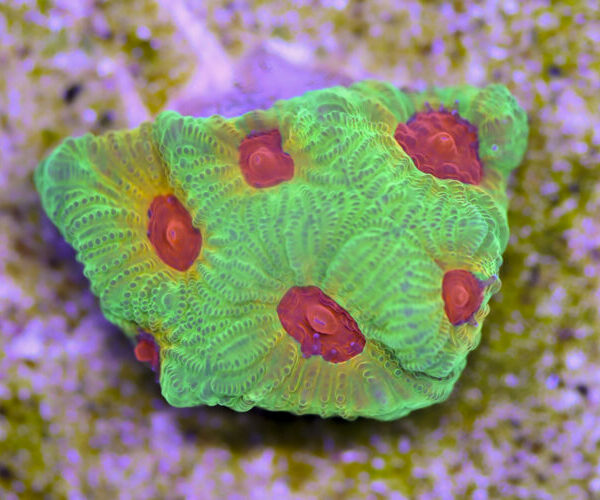 import placeholder for 3057362