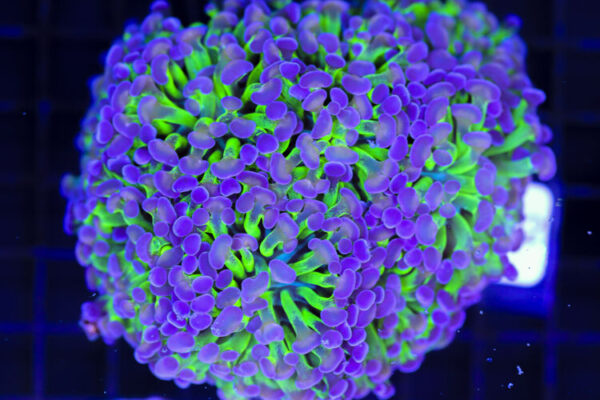 import placeholder for 3056383