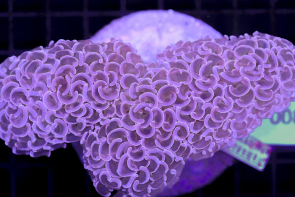 import placeholder for 3056372