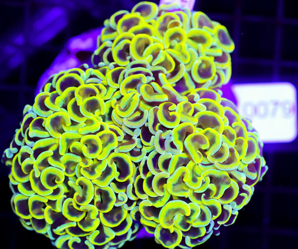 import placeholder for 3056368