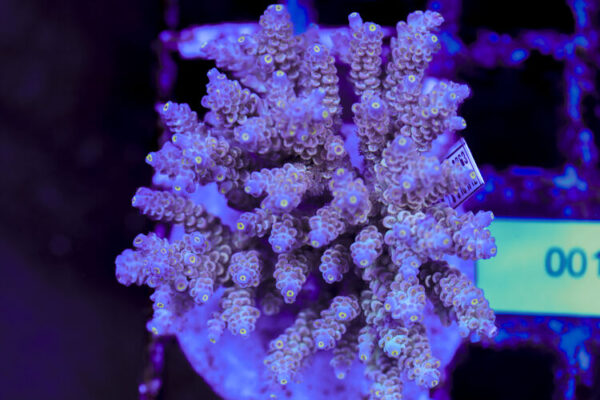 import placeholder for 3056356