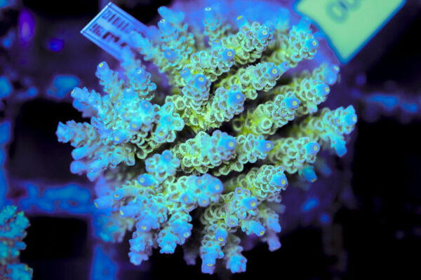 import placeholder for 3056352